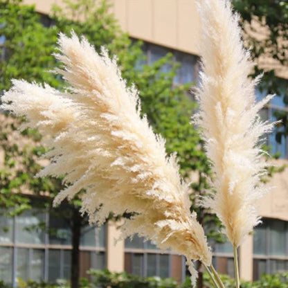 Fluffy Pampas Grass Stems – Natural Beige Boho Home Decor