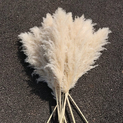 Fluffy Pampas Grass Stems – Natural Beige Boho Home Decor