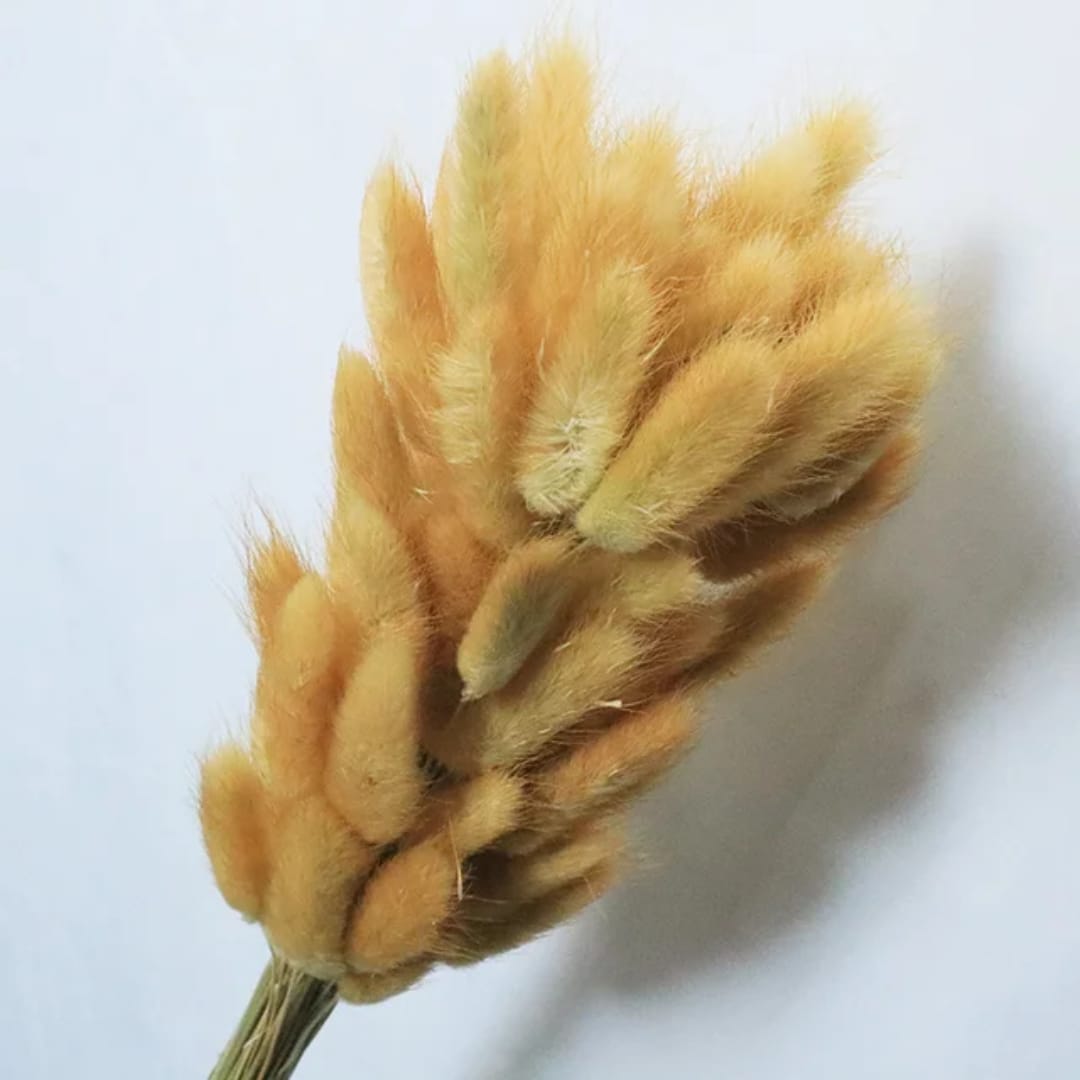 Dried Bunny Tail Grass Stems – Neutral Luxury Home Decor