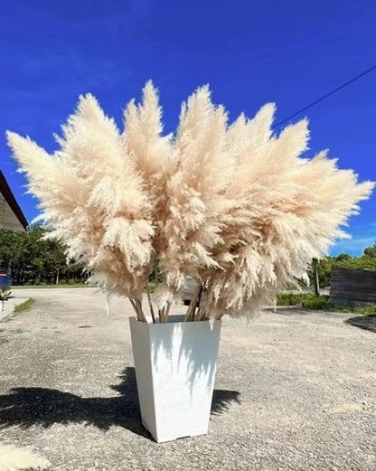 Fluffy Large Pampas Grass Decorative Stems