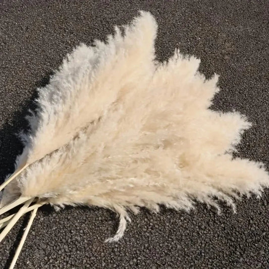Fluffy Large Pampas Grass Decorative Stems